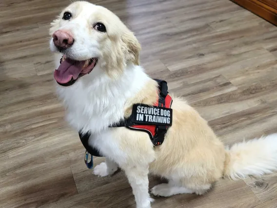 A photo of Daisy, a chihuahua chow service dog 